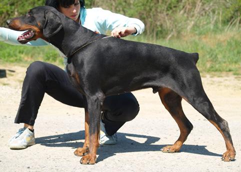 Anauel v. Verstenwal | Black Doberman Pinscher