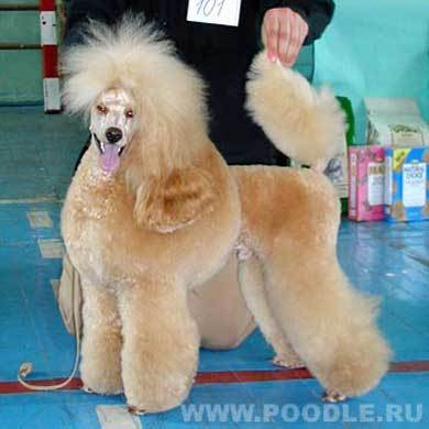 Severnaya Roza Aura Faberge | Poodle 