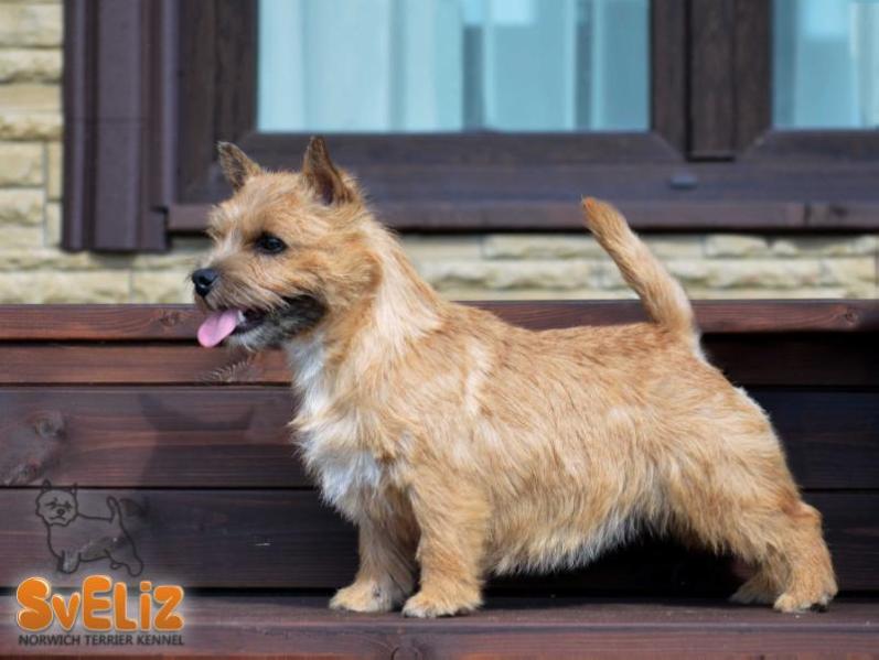 Scandvik Nota Bene Sveliz | Norwich Terrier 