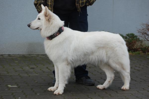 Erinye White Ancilias | White Swiss Shepherd Dog 