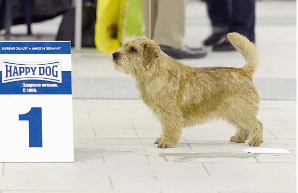 Fergie Becky Ferus Vesper | Norfolk Terrier 