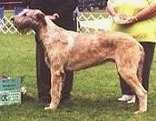 Demage Pirate Maboule | Irish Wolfhound 