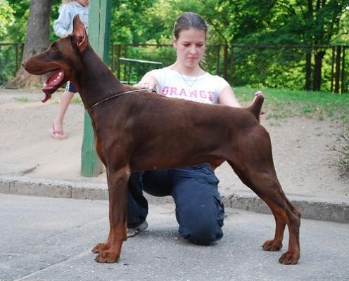 Toblerone Charm Mudu | Brown Doberman Pinscher