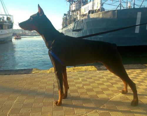 Amphilyki v.d. Wartburgstadt | Black Doberman Pinscher