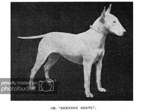 Brendon Beryl | Bull Terrier 