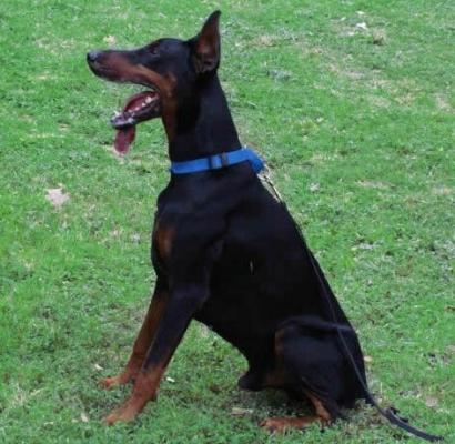 Graaf Ulrich v. Neerlands Stam | Black Doberman Pinscher