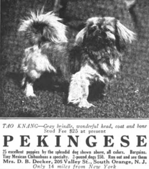 Tao Knang of Zabeth | Pekingese 