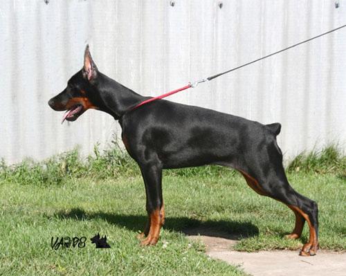 Gin Ginevra di Perlanera | Black Doberman Pinscher