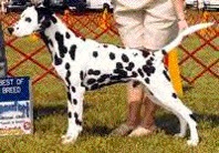 Summerhill Braveheart | Dalmatian 