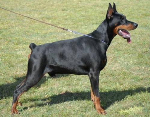 Czar Croesus de Grande Vinko | Black Doberman Pinscher