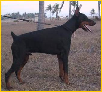 Aragon v. Cobra | Black Doberman Pinscher