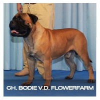 Bodie V.D. Flowerfarm | Bullmastiff 