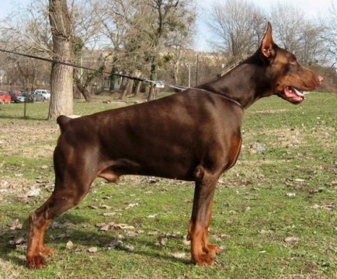 Bandit di Altobello | Brown Doberman Pinscher