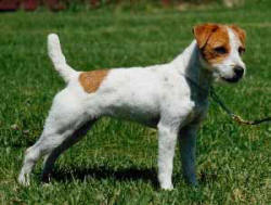 Conquest Flame | Jack Russell Terrier 