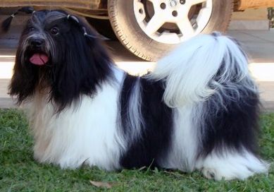 Bear Panda Shadow Romvil | Lhasa Apso 