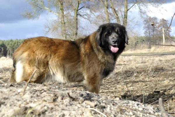 D'Viva Ice Serce Leona | Leonberger 