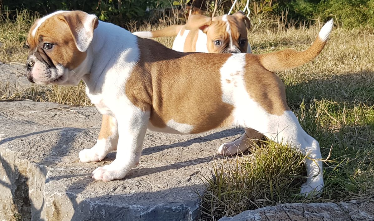 Canon Ball Puma | American Bulldog 