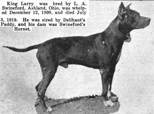 King Larry | American Pit Bull Terrier 