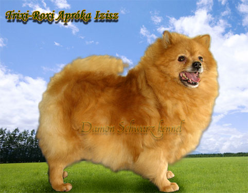 Trixi-Roxi Apróka Izisz | German Spitz 