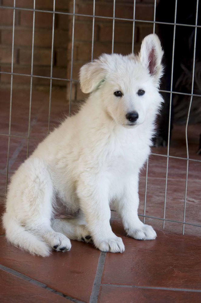 KATY PERRY Mountain Wolves | White Swiss Shepherd Dog 