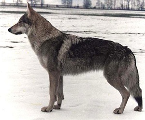 exa vopa | Czechoslovakian Wolfdog 