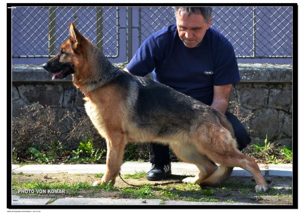 Z-Ajra von Apalusso | German Shepherd Dog 