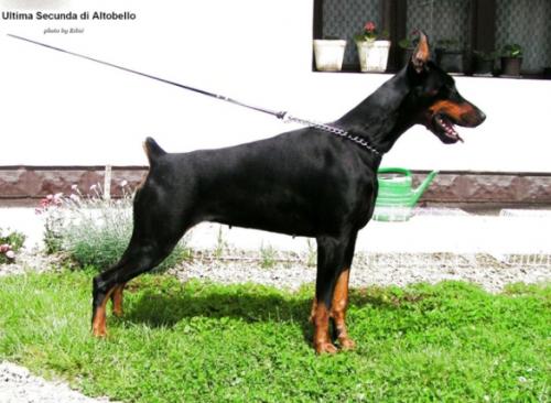 Ultima Secunda di Altobello | Black Doberman Pinscher