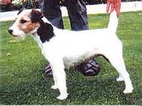 Ground Hill Midge | Parson Russell Terrier 