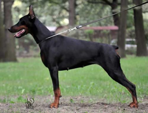 Ulke di Altobello | Black Doberman Pinscher