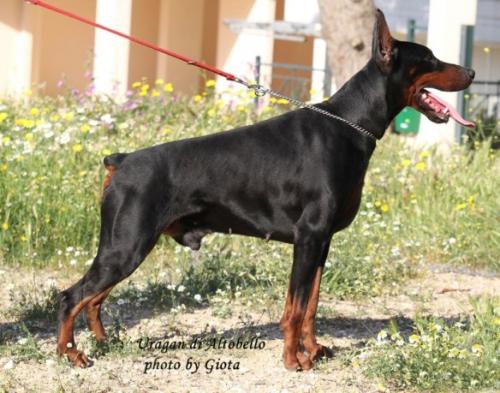 Uragan di Altobello | Black Doberman Pinscher