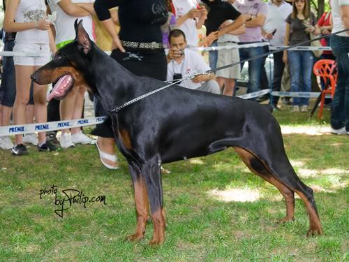 Barbwire di Altobello | Black Doberman Pinscher