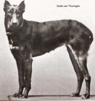 Gutta v. Thüringen | Black Doberman Pinscher