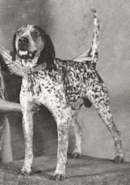 Sargent's Blue | American English Coonhound 