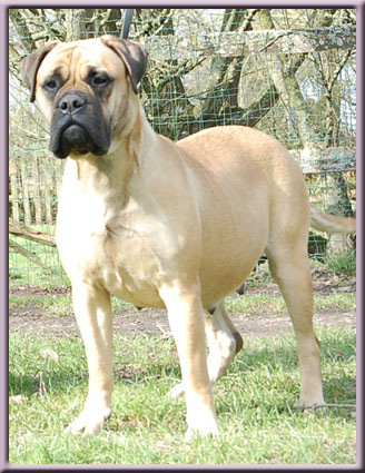 chalfs miss sunshine | Bullmastiff 