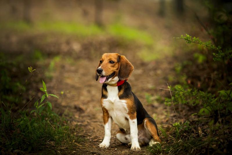 Tucker Bottom's Cornfed RazorWire | Beagle 