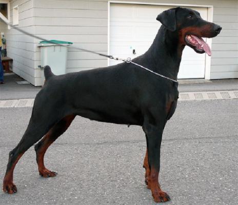 Daphnée des Collines de Beauregard | Black Doberman Pinscher