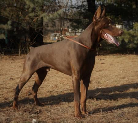 Tahi-réme Baccardi Bad Boy | Brown Doberman Pinscher