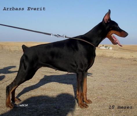 Arrbass Everit | Black Doberman Pinscher