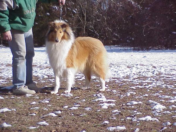 Van M Classic Commitment | Rough Collie 