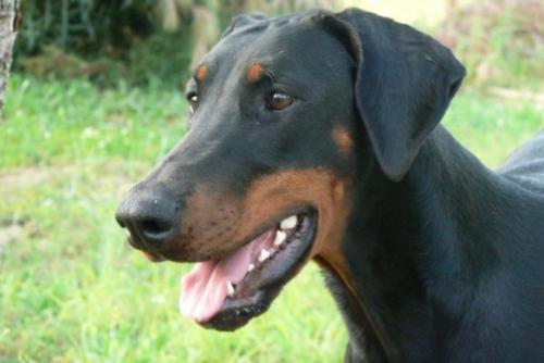 Dahlia Nera del Palazzo di Shanta | Black Doberman Pinscher