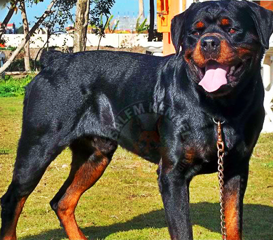 SZANTOI ROTT DOX | Rottweiler 