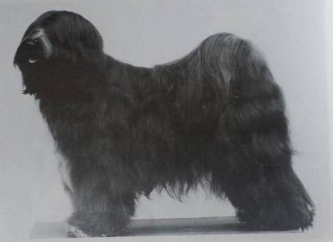 ROENEEKA ZOIE | Tibetan Terrier 