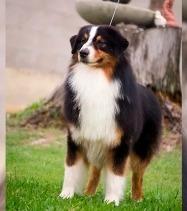 arauco indomito copper of moon crystal l | Australian Shepherd 