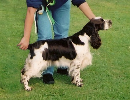 Trimere Time And Again | English Springer Spaniel 