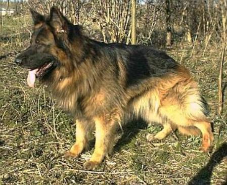 Norman vom Angelbaum | German Shepherd Dog 