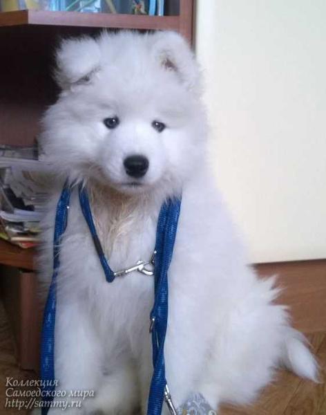 Zefir V Pastile Iz Doma Sher | Samoyed 