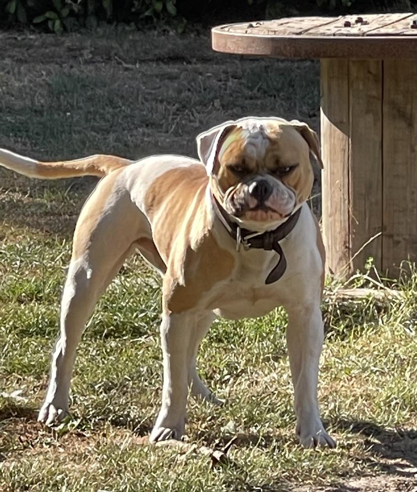 Avalon’s Ragnarök The Red | American Bulldog 