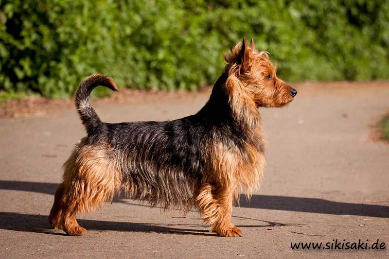 Haladin von den Grauen Anfurten | Australian Terrier 
