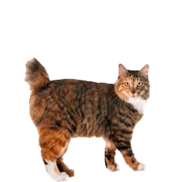 Kurilian Bobtail