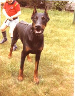 Cessy v. Amtmannsgarten | Black Doberman Pinscher